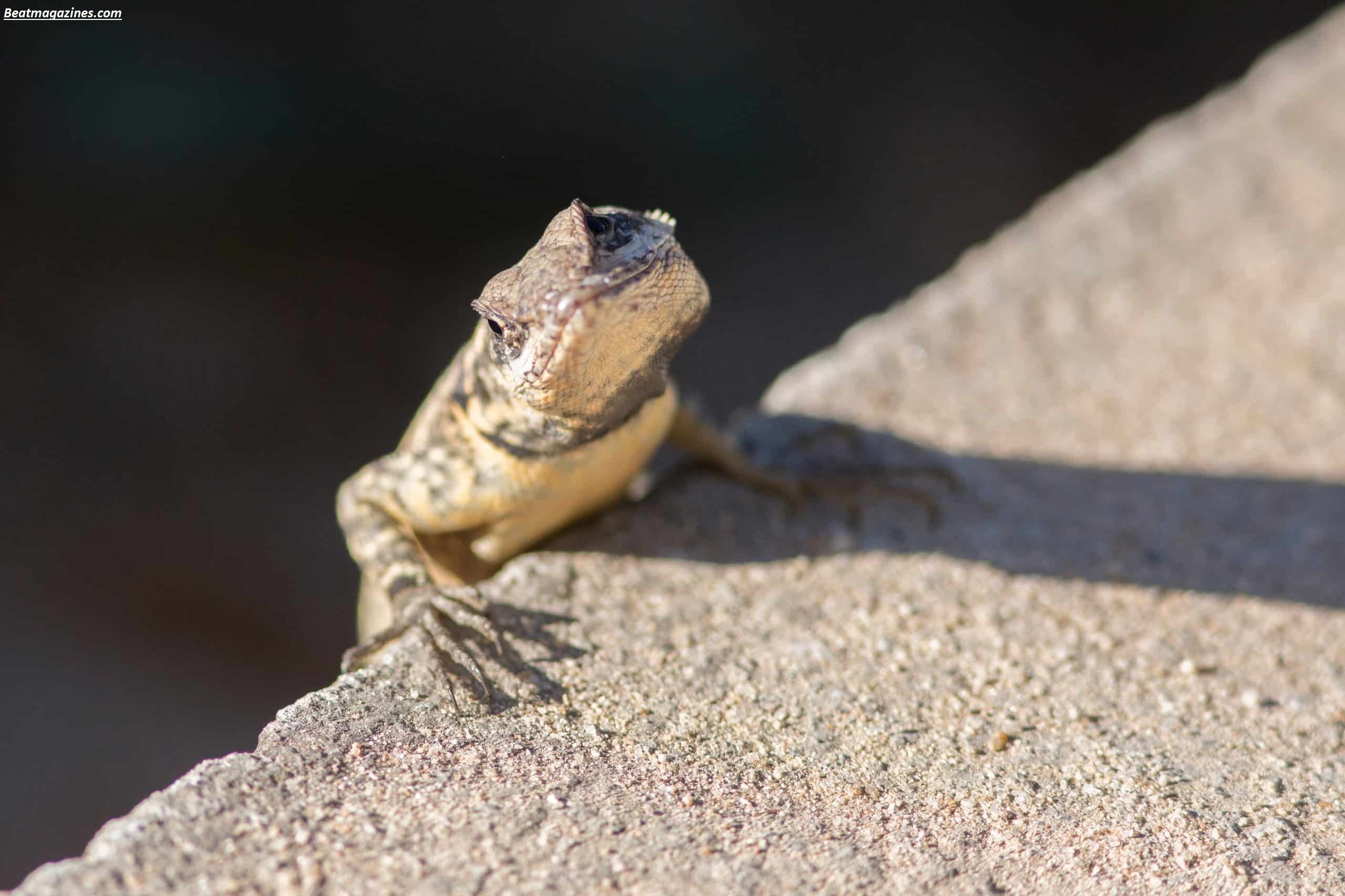 Why Do Lizards Do Push Ups? 5 Fascinating Reasons You Didn’t Know