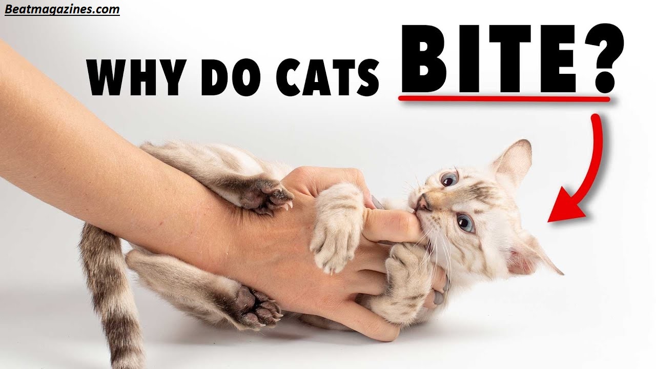 Why Do Cats Bite? 7 Shocking Reasons Every Owner Should Know