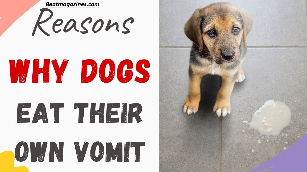 Why Do Dogs Eat Their Vomit? The Shocking Truth Revealed